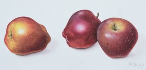 红苹果，1996年（纸上wc） 作者 玛格丽特·安·伊甸园